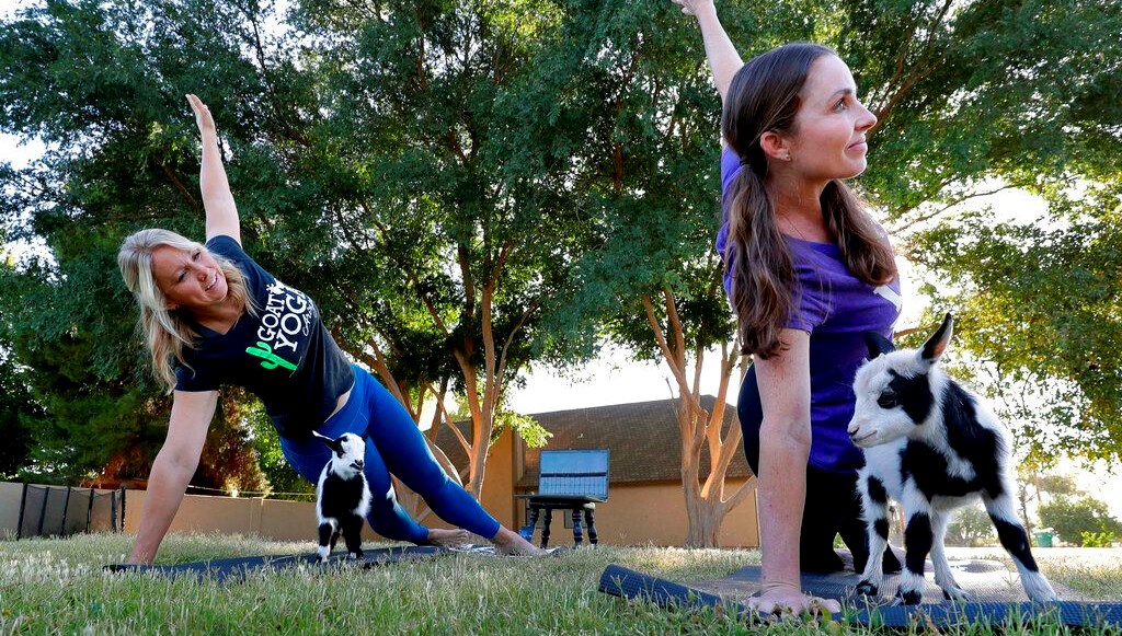 Annelere özel keçilerle yoga: Bekleme listesinde bin kişi var