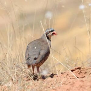 konyadaki tesiste 7 yilda 100 bin civarinda keklik uretildi k3SqDibN