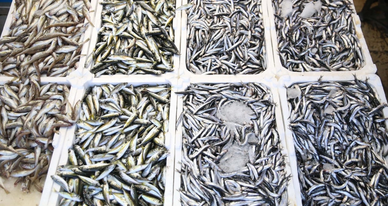 gecen yil palamut bollugu vardi bu yil istavrit one cikti fiyatlar 100 liradan basliyor rPA6btFy