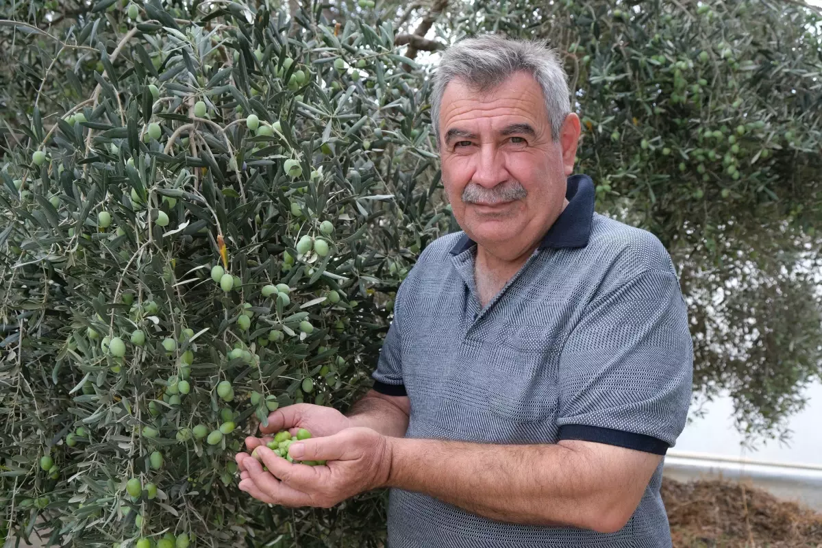 alanyada zeytin hasadi basladi rekolte yuzde 40 d dustu Gdb6WU6j.jpg