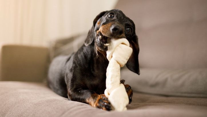 kopekler oyuncaklarina kumar benzeri bagimlilik gelistiriyor EUKdsP3I