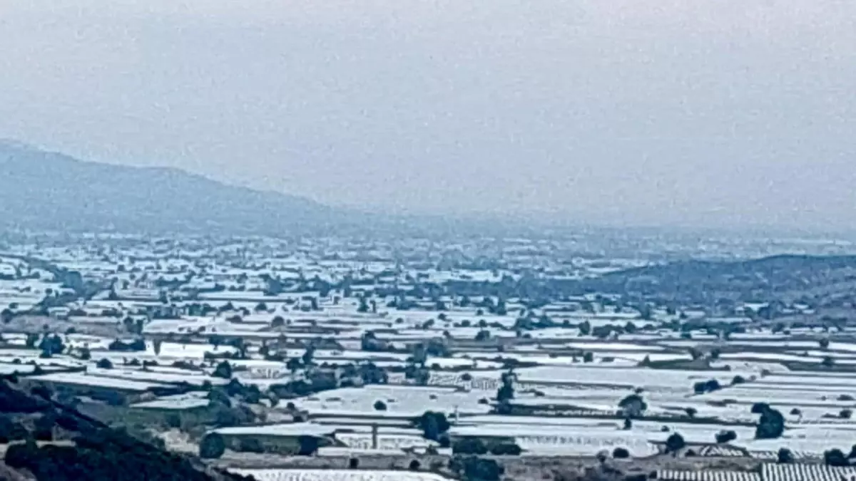 sarigolde uzum ureticileri ihracat icin hasada cagri iyi mwU2OUVG.jpg