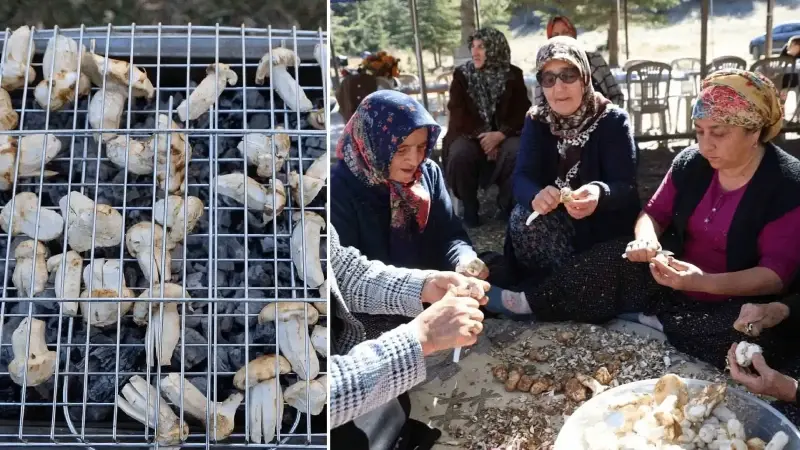 japonlarin gozdesi yetisti herkes toplamak icin yarisiyor bin liraya kadar alici buluyor APB91Blc.webp